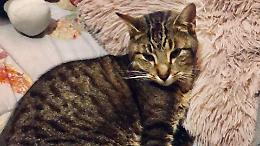 Il gatto Korason, sparito per un anno, ricompare a Pizzighettone 