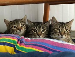 &laquo;Qui abbiamo bisogno subito di aiuto&raquo;