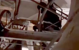 Violazione notturna del campanile, identificati i responsabili