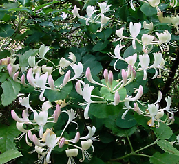 La flora provinciale - Una Biodiversità da conservare 