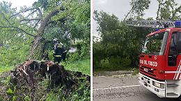 Albero caduto in via Sesto