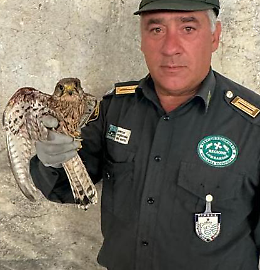 Gheppio ferito portato all’Oasi del Wwf