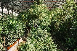 Serra di marijuana, stroncato giro da un milione