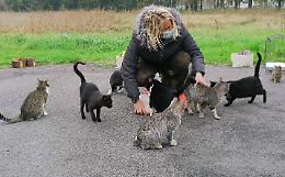Incursione nella colonia felina: rubate le pappe dei gattini e distrutti i cartelli
