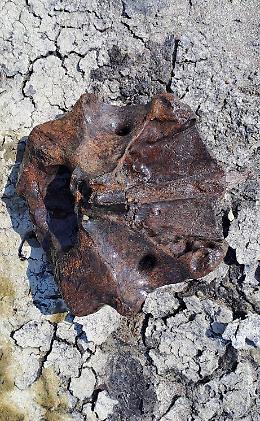 Dal Grande fiume spunta il cranio del cervo