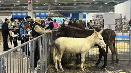 Petsfestival: animali da tutto il mondo, e la fiera ruggisce