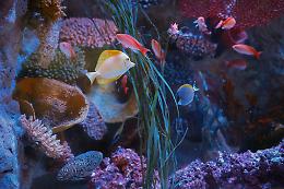 Gli illusionisti del mare: laboratori a Gardaland Sea Life Aquarium