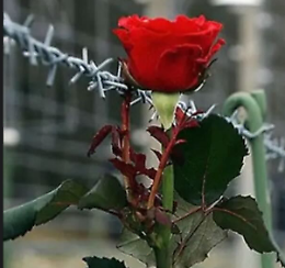 Spettacolo musicale: "Il fotografo di Auschwitz"