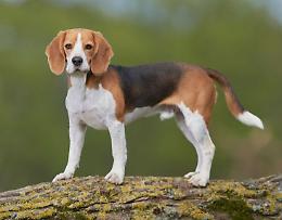 «Ci ha avvelenato il cane». Il pm: non ci sono le prove
