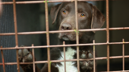 «Chi rinuncia al cane pagherà fino a 650 euro»