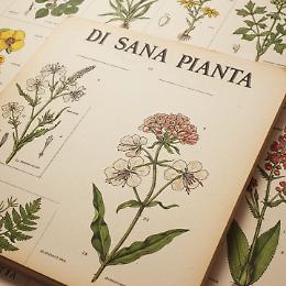 Di Sana Pianta: 52esima edizione della fiera di maggio