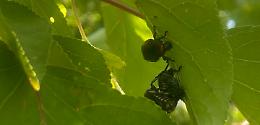 Killer delle piante dal Giappone ai giardini