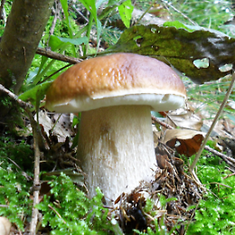 Serata tematica su "Funghi dal vero"