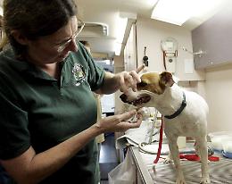 Pronto soccorso veterinario: «Ipotesi impraticabile»