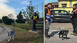 Fiuto per salvare: sfida tra cani da ricerca