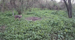 Lupi,  nuove  fototrappole lungo le golene del Serio