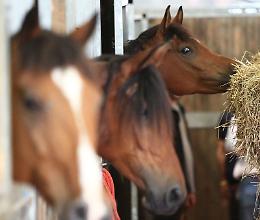 Ecco la casa del Reining, passione e maxi premi