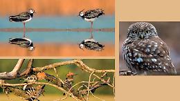 Le pavoncelle regine del fiume Serio