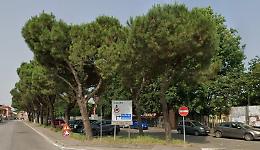 Via i pini marittimi di via Vailate, tra polemiche e sicurezza