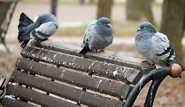 Sos piccioni, interventi alle medie