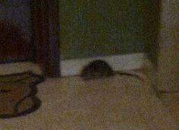 Lo Zaist invaso dai topi: &laquo;Escono dai cassonetti&raquo;