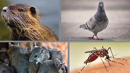 Guerra da 200mila euro a nutrie, topi, zanzare e piccioni