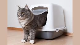 Rifiuti, lettiere dei gatti smaltite con l&rsquo;Ecocar