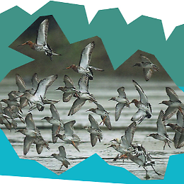 "Annotazioni ornitologiche di un&rsquo;area dimenticata dell&rsquo;alta Lombardia"