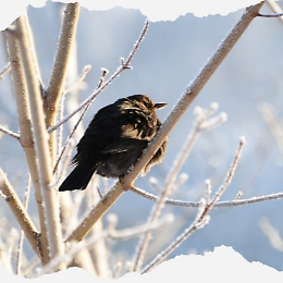 I canti tradizionali della Merla e popolari