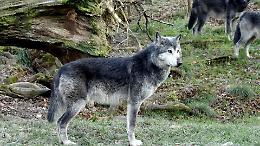 Avvistamenti di lupi, Beduschi: &laquo;Serve una gestione seria, non allarmismi&raquo;