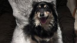 Morta in golena, il cane di Vanna Bini ha trovato casa