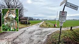 Allarme lupi: resti di capriolo nel parco del Morbasco