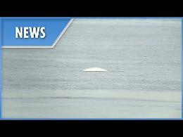 Una balena beluga nel Tamigi