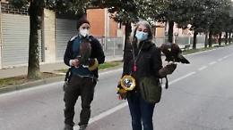 VIDEO In azione i falchi scaccia-storni