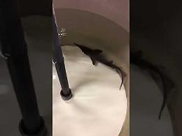 VIDEO Lo storione siberiano all'istituto Spallanzani
