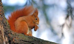 Scoiattolo rosso filmato alla riserva naturale Le Bine 