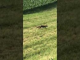 VIDEO  L'emozionante incontro con una volpe sull'argine tra San Daniele e Stagno Lombardo