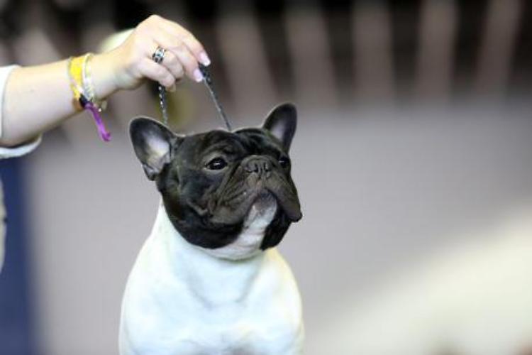 Sequestrato sito che vendeva cuccioli a vip e calciatori