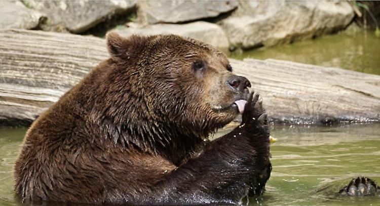 Orso Trentino, il Tar accoglie il ricorso degli animalisti: ordinanza di abbattimento sospesa