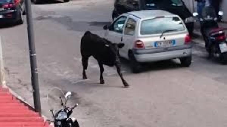 Toro semina panico in strade Reggio Calabria, abbattuto