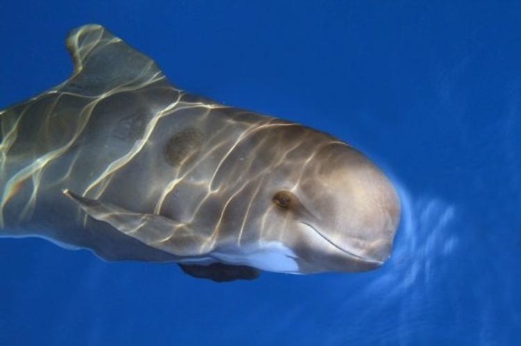 Balene del Mediterraneo minacciate da reti, plastica e virus