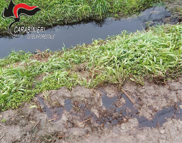 Gli interventi dei Carabinieri Forestale in provincia