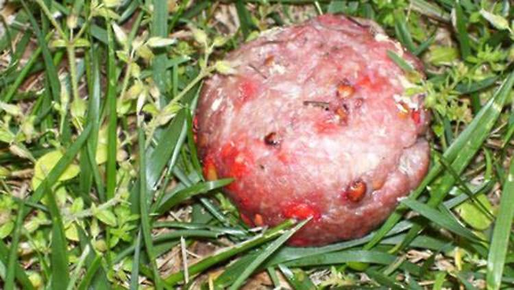 Allarme bocconi killer nel parco di via Pertini