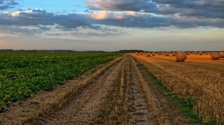 Green pass, Confagricoltura: "Nei campi si rischia lo stop"