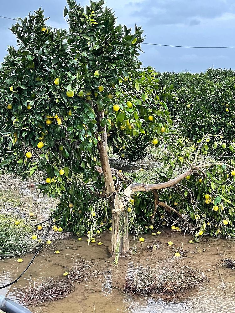 Uragano Apollo, Confagricoltura: distrutti agrumeti, ortaggi e strutture