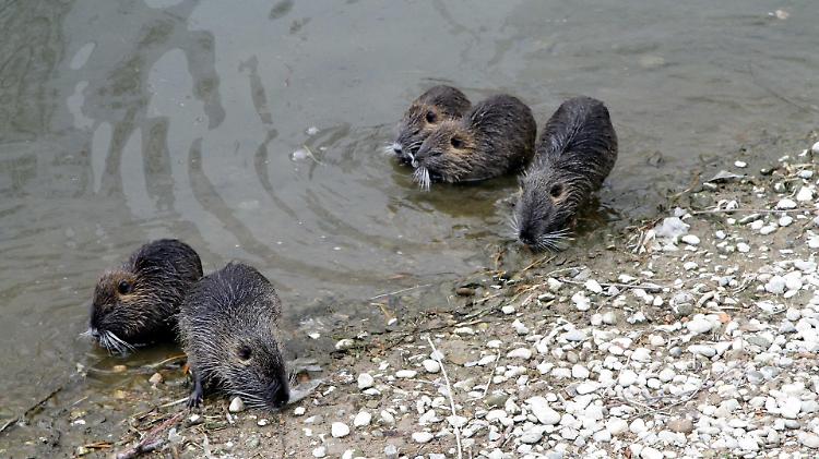 Nutrie, obiettivo eradicazione. Rolfi: "Pronto bando per contenere il problema"