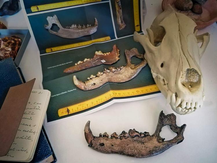 Ritrovato un fossile di lupo nella barra fluviale di Zibello