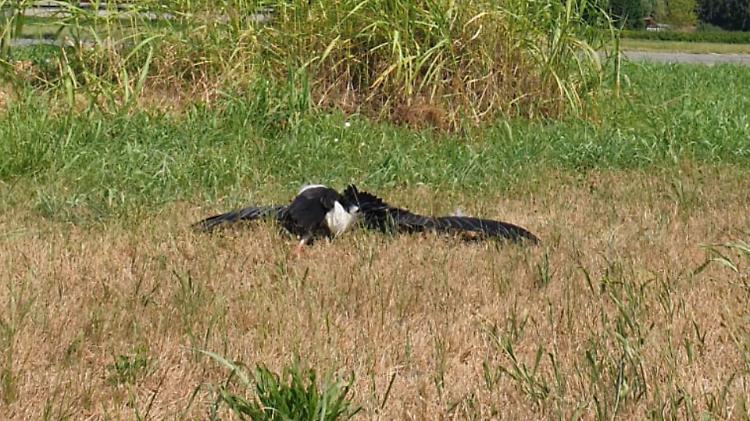 Cicogna morta fulminata dall'alta tensione