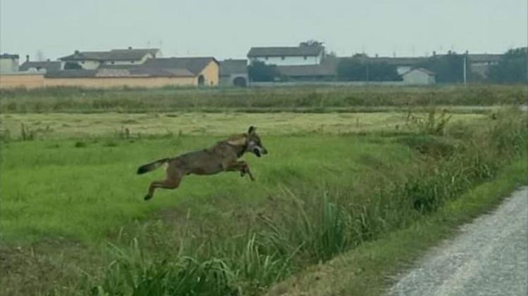 Lupo avvistato e fotografato nelle campagne cremasche