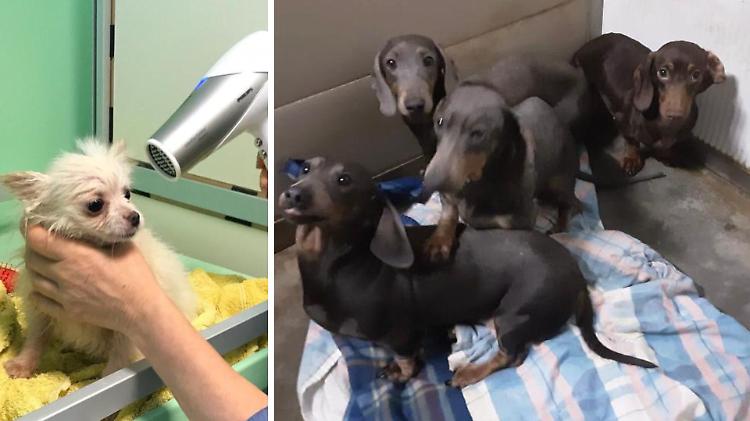 Cani sequestrati, il canile: &laquo;Sommersi da richieste di adozione&raquo;